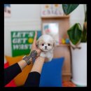 유앤미펫 강아지분양 고양이분양 용인점 이미지