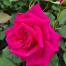 공릉2빗물펌프장 | 2-1.중랑천:합수점(성동구)⇒상류(의정부)