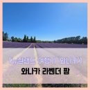 청명농장 | 와나카] 와나카 라벤더 팜 - #여행 8일차 와나카 라벤더 꽃 농장 동물농장 알파카 당나귀 솔직 리뷰 후기