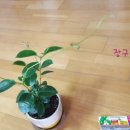 세탁소아랫집 이미지