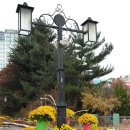 유성의 국화축제 이미지