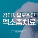 에스동물병원 | 강아지탈모 초기증상과 원인 정확한 치료방법은?
