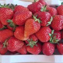 가덕농장 | 청주근교나들이 가덕 강반장딸기 방문후기