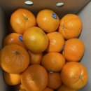 행복충전 | 🍊 [내돈내산] 만다린 귤! 상큼하고 달콤함으로 행복 충전, 솔직 구매 후기 (공감 200%) 골프라운딩 과일🍊