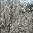 대보초등학교 이미지