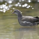 호곡리의 쇠물닭(Common moorhen) 이미지