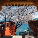 남해-129 | 여수 용월사 벚꽃 올해는 공사로 아쉬웠던 후기