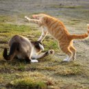 싸움(Fight) 이미지