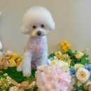 뽀삐애견 이미지