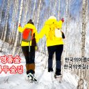 인제 자작나무숲길 한국의100대명품숲 한국실크로드(57)아름다운 옛길투어 동영상 이미지