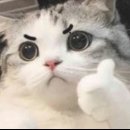 아임파인애플
