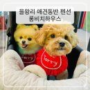 을왕롱비치하우스호스텔 | 을왕리 애견동반 펜션 롱비치하우스 후기, 해수욕장 도보 3분 가성비 반려견숙소