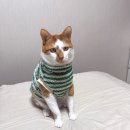 낭낭그루밍 | 다이소 강아지옷, 7kg 고양이가 입기! 고양이겨울옷 사이즈 추천❤️