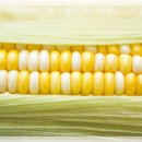노란옥수수 이미지