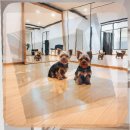 월드켄넬 | 청라 말티즈분양 후회 없는 선택을 위한 실전 가이드