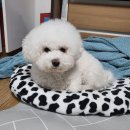한결KLC | 제목없음셀프 애견 미용 : 비숑 양컷 with 강아지 바리깡 클리퍼 후기!! 집에서 강아지 털깎기