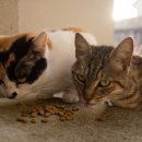 시흥24시센트럴동물의료센터 이미지