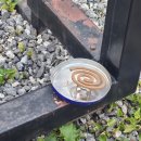 이부자생고기 이미지