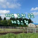 제주스럼 이미지