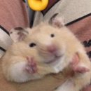 오사카데스 이미지