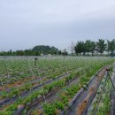 예당농장 이미지