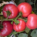 옥이네농장 이미지