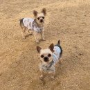 무궁화공원 농구장 | 경기 시흥 옥구공원 강아지랑 산책 추천 무료 반려견 놀이터 이용 후기