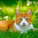 압구정웰동물병원 이미지