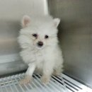 분당 아마존 동물병원 이미지