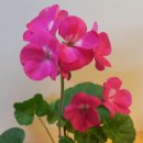 프리미업 이미지