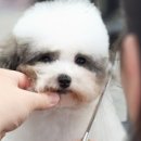 더코스펫에듀학원
