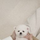 디어베어켄넬 이미지