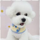 아임댕댕 이미지