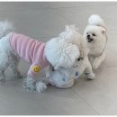 부산애견호텔 애견유치원 맘바이 부산북구점 | 금곡동강아지호텔 맘바이 부산북구점 부산 북구 애견호텔 맡기기 좋은 곳 찾다가 감동한 이유 리얼 후기~