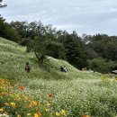 입면 금산1구 마을회관 | [10월 8일자 청주 추정리 메밀꽃밭 상황 공유] 메밀꽃, 코스모스, 해바라기 가을 꽃 뷔페가 따로 없네