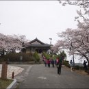 강릉 경포대 벚꽃 이미지