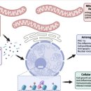 Re:Mitochondrial TCA cycle 대사산물과 질병 2020 nature... 이미지