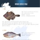 쥐치의 종류와 특징 이미지