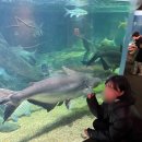 토토의 바다 | 나고야 관광지 강력추천! 세계담수어원 아쿠아토토 기후 후기 (나고야 아쿠아리움)