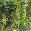 장수농원 이미지