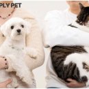 다온펫# 이미지