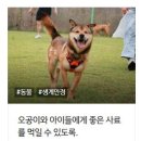 사료비 모금의 임무를 묵묵히 완수한 '오공이'를 칭찬해주세요. 이미지