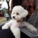 힐링독파크 이미지