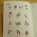 보태니컬 아트 초급 | [Botanical art 책 소개]&#34;보태니컬 아트 쉽게하기&#34; 제목에 충실한 책-추천