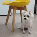 복터진강아지 이미지