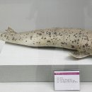 부산해양자연사박물관 이미지