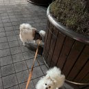 나밍밍 강아지네 이미지