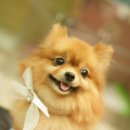 판교종합 동물병원 이미지