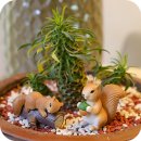 꾸며줄개 | 테라리움 &amp; 화분 장식 미니어처 피규어, 장식 자갈로 파키라, 괴마옥 꾸며줬어요