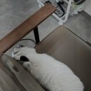 다옴헤어 이미지